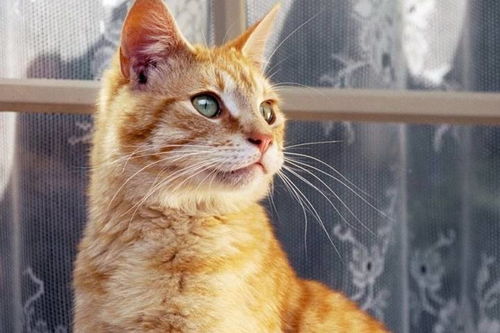 猫咪黄版本,深度分析解释定义&苹果款1_v9.723