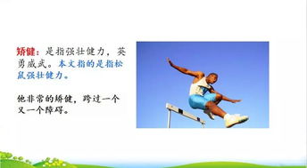 跑男版本,实效设计解析_钻石版_v10.814