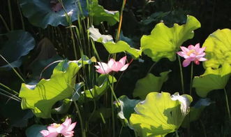 荷塘春色 单机版与苹果官方网站驱动下载，一款你未曾发现的宝藏软件