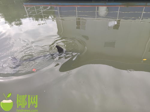 怎么在龙珠直播手游及海豚激活码,精准实施解析|桌面款1_v8.899